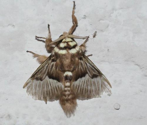 Réf. 353 019 : Megalopyge tharops